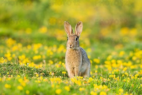 European rabbit