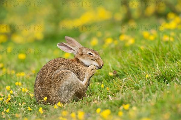 European rabbit