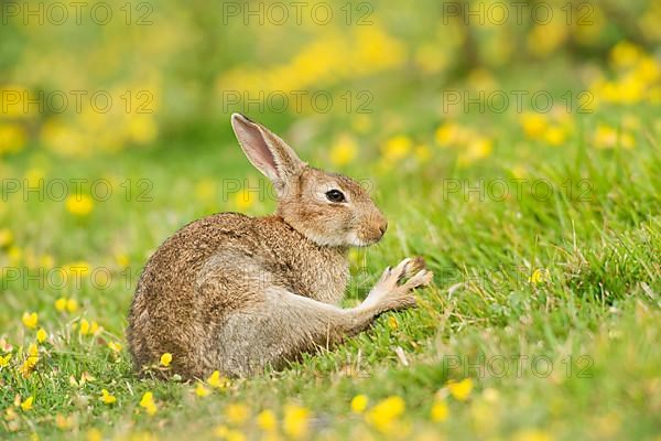 Adult european rabbit