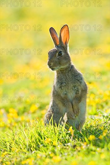 European rabbit