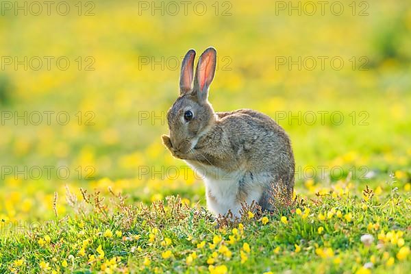 European rabbit