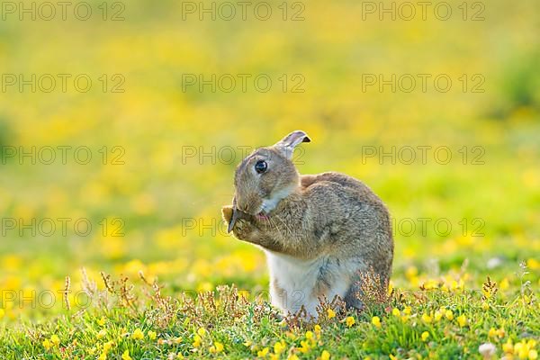 European rabbit