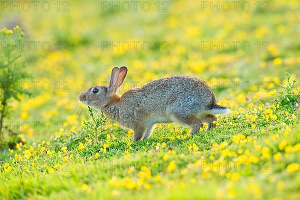 Adult european rabbit