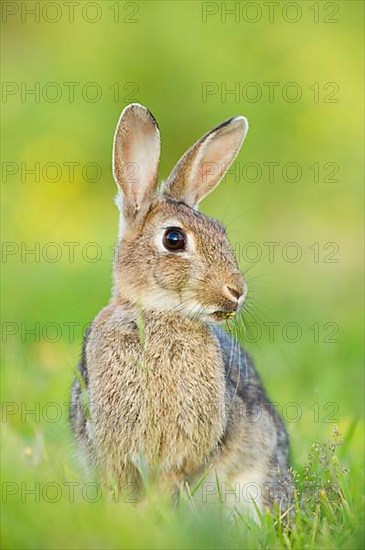 European rabbit