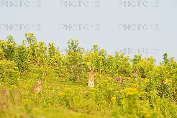 European Rabbit