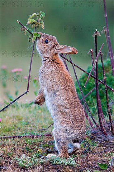 European Rabbit