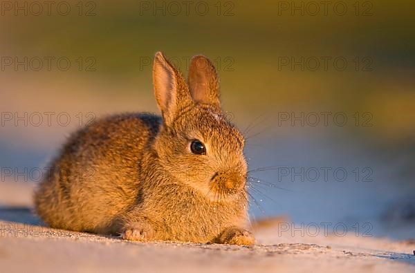 European Rabbit