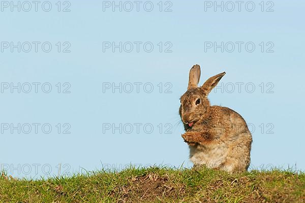 European rabbit