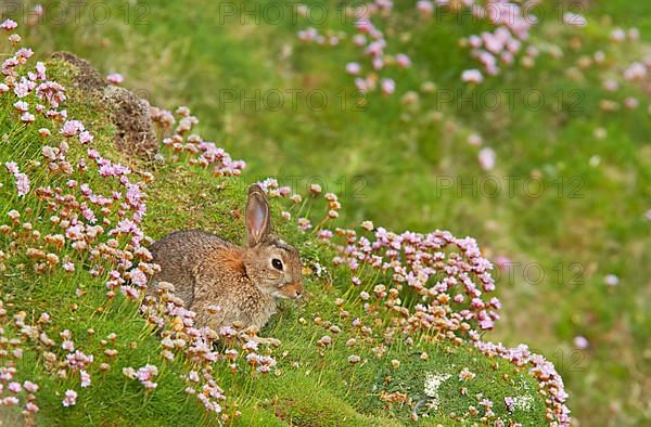 Adult european rabbit