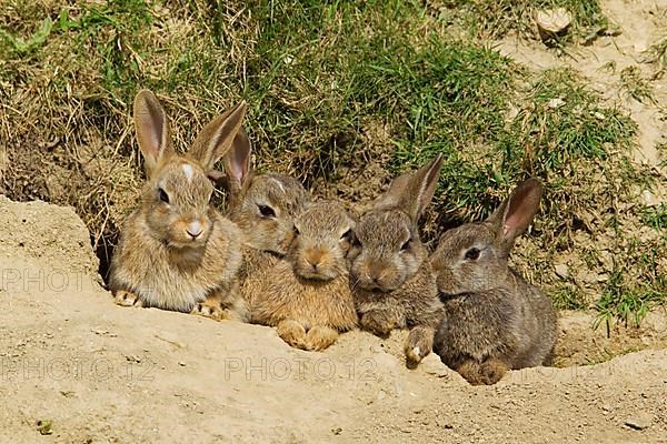 European rabbit