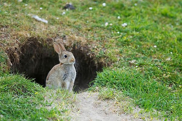 European rabbit