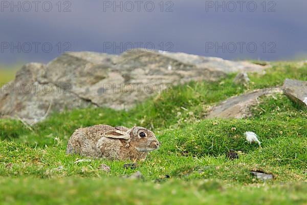 Adult european rabbit