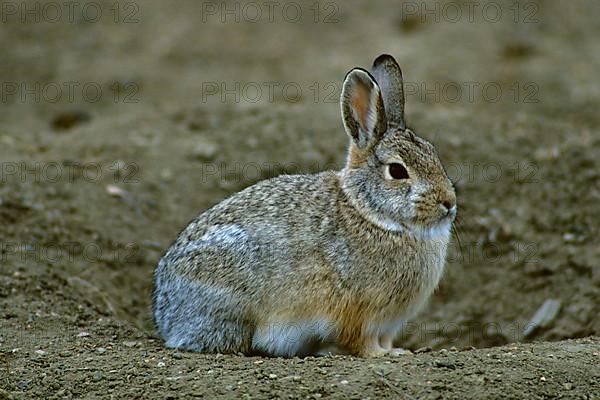 Mountain cottontail