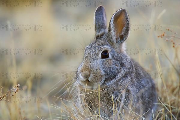 Nuttall's Cottontail