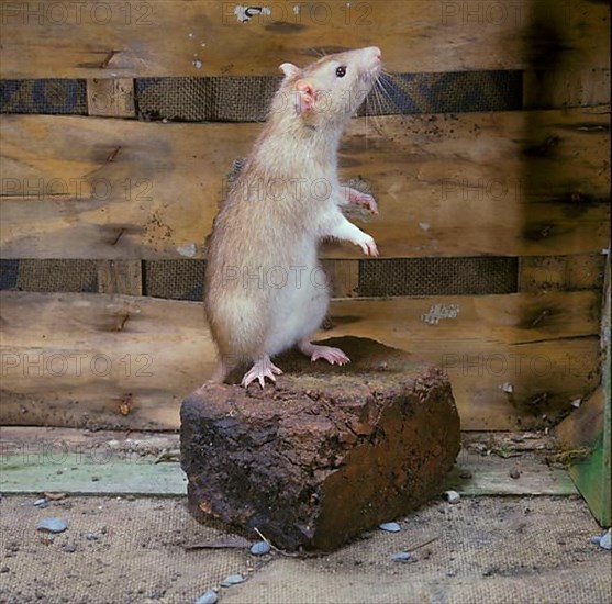 Brown rat