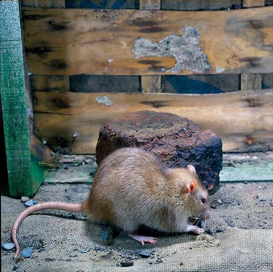 Norway rat