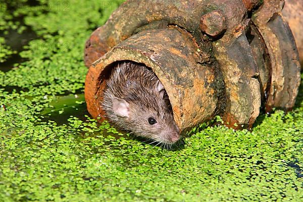 Brown brown rat