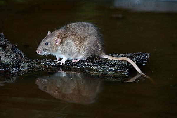 Brown brown rat