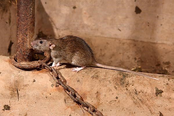 Brown brown rat