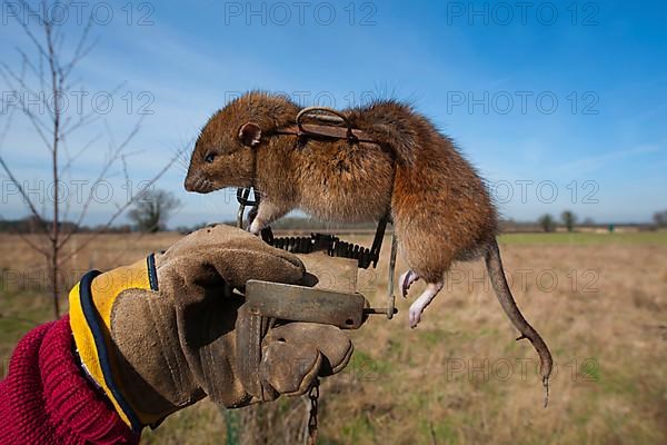 Brown Rat