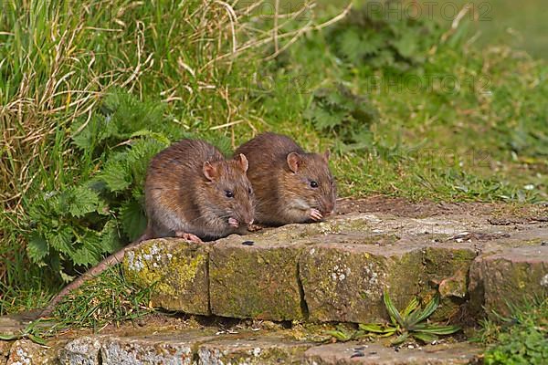 Brown brown rat