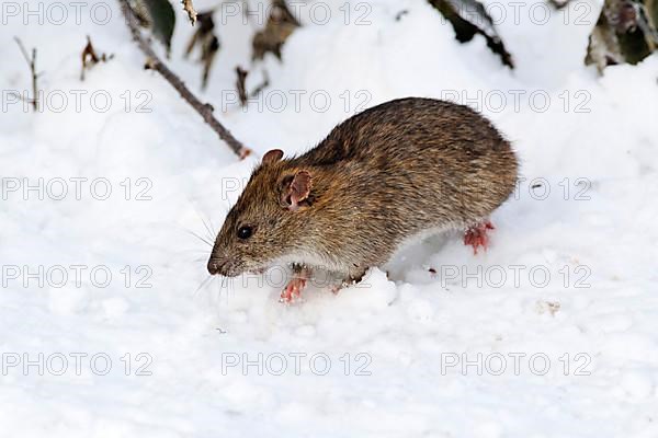 Brown Rat