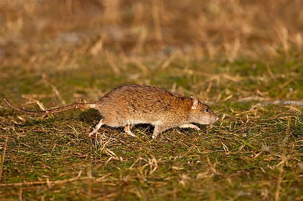 Brown brown rat