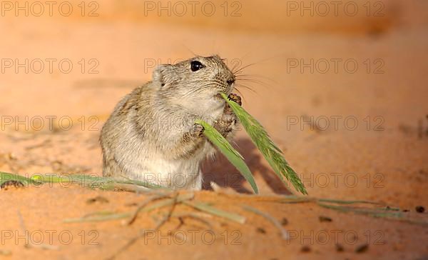 Brant's Whistling Rat