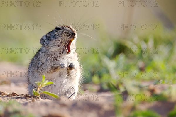 Brant's Whistling Rat