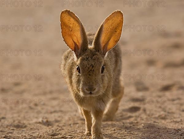 Brush rabbit