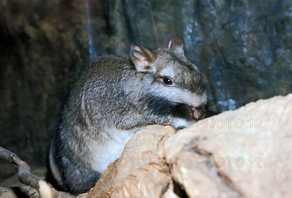 Plains viscacha