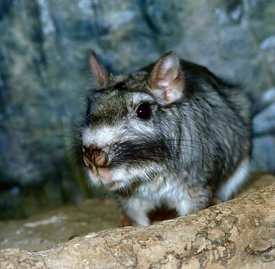 Viscacha