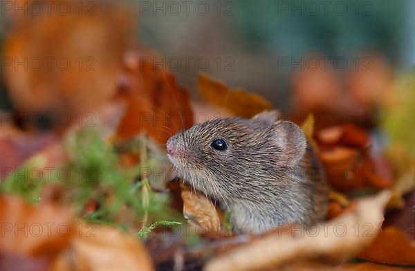 Bank voles