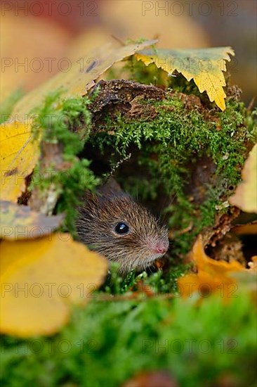 Bank voles