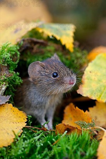 Bank voles