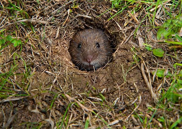 Forest vole