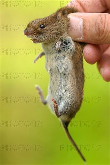 Bank vole