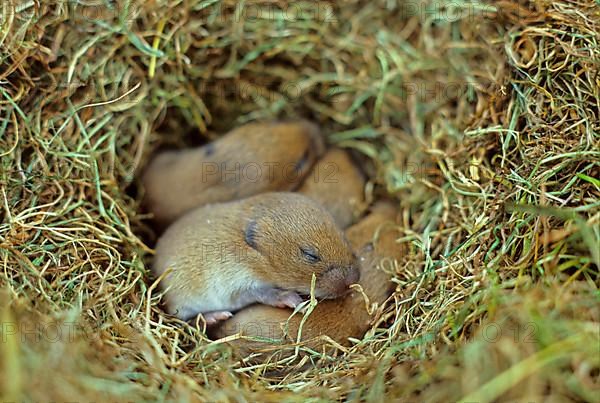 Field vole