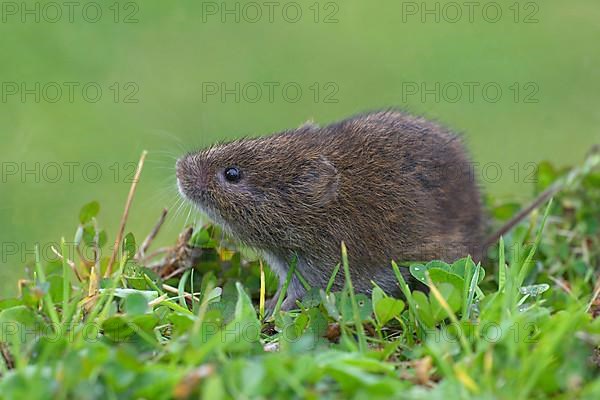 Field vole