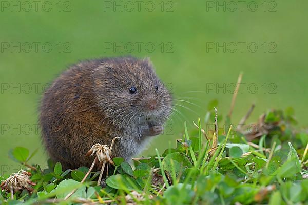 Field vole