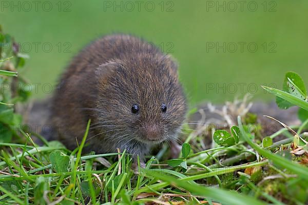 Field vole