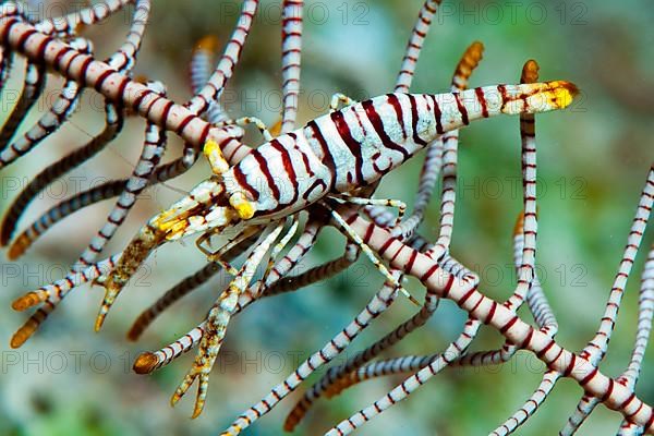 Feather Star Shrimp