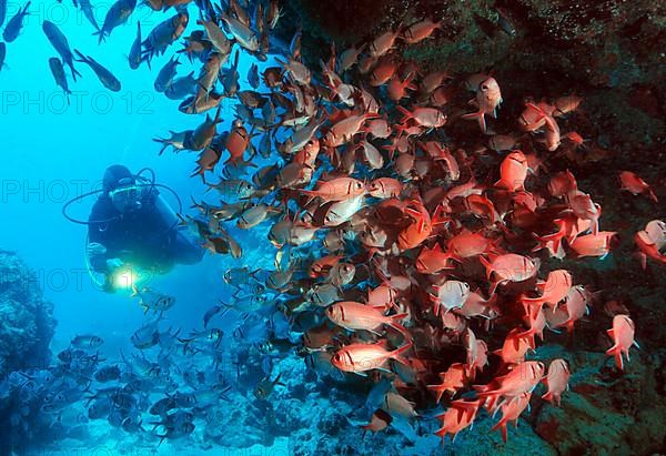 Jacobus soldierfish