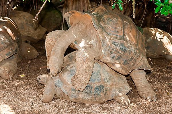 Aldabra giant tortoise