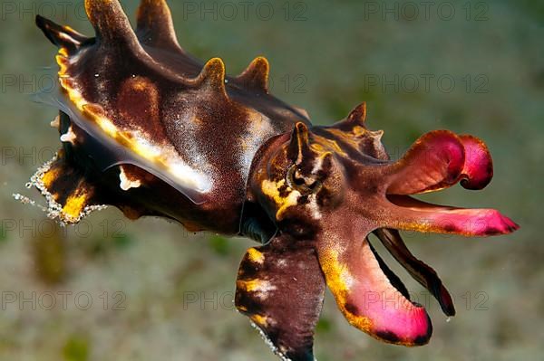 Flamboyant cuttlefish