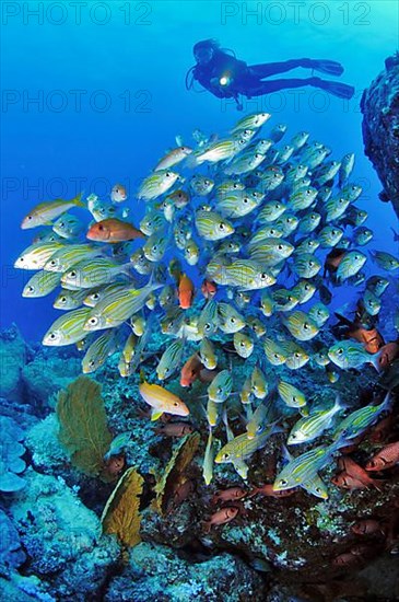 Reef scene with diver and coral fish