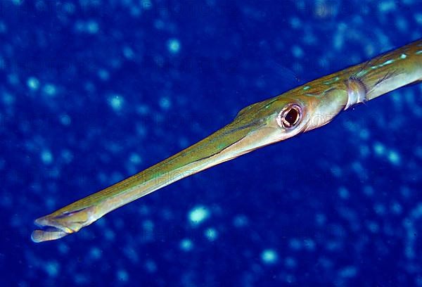 Chinese trumpetfish