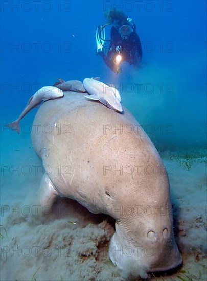 Diver and fork-tailed manatee