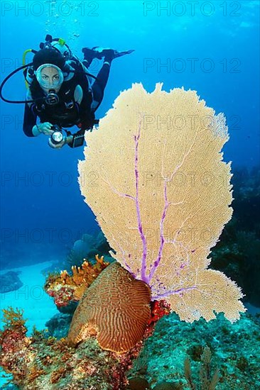 Diver and Caribbean common sea fan
