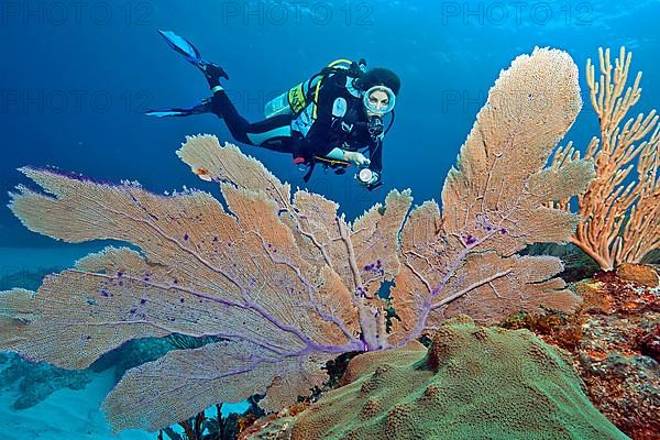 Diver and Caribbean common sea fan